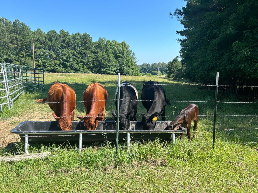 cows at palmer home for children